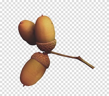Acorn Oak Leaf , acorn transparent background PNG clipart