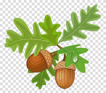 Acorn Oak , oak transparent background PNG clipart