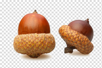 Acorn PNG Download Image