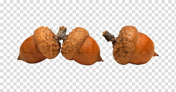 Acorn PNG High-Quality Image