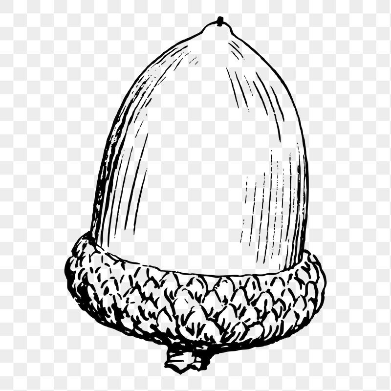 Acorn png sticker illustration, transparent | Free PNG - rawpixel