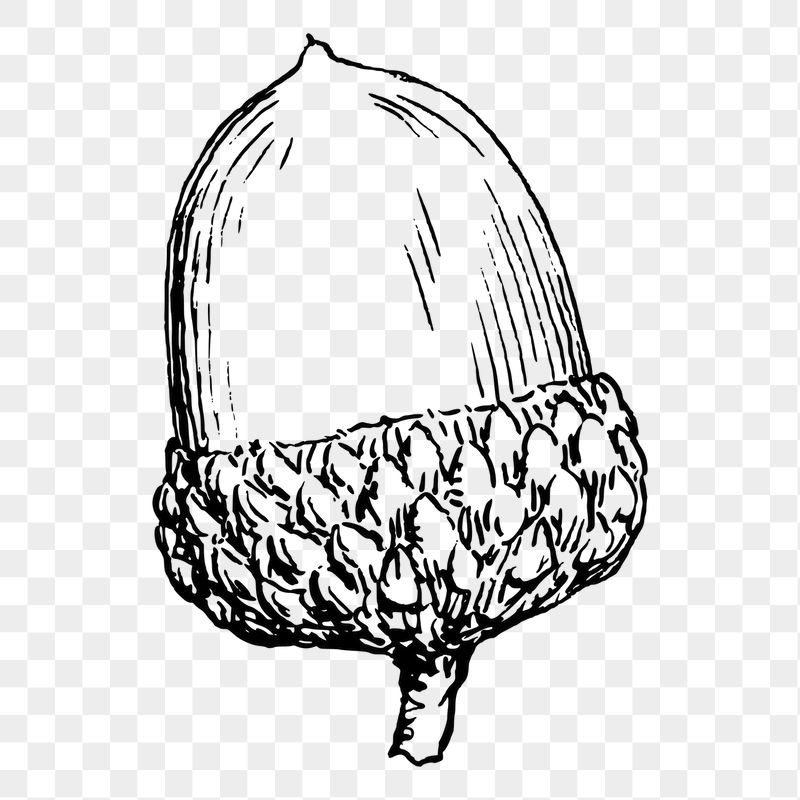 Acorn png sticker illustration, transparent | Free PNG - rawpixel