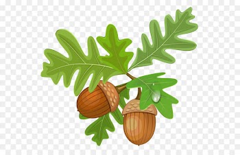 Acorn Royalty-free Clip art - Transparent Leaves with Acorns 