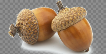 Acorn Transparent Images