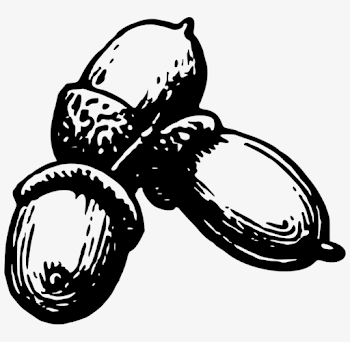 Acorns Images - Nuts And Seeds Clipart Black And White Transparent ...