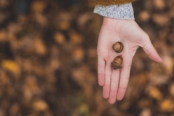 Acorns In Autumn