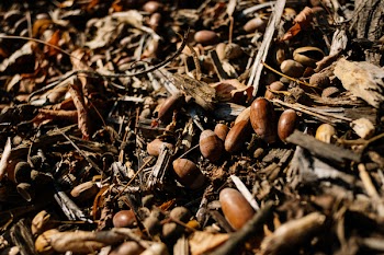 Acorns in the forest 2