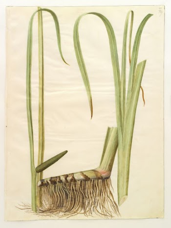 Acorus calamus (common calamus) by Maria | Free Photo - rawpixel