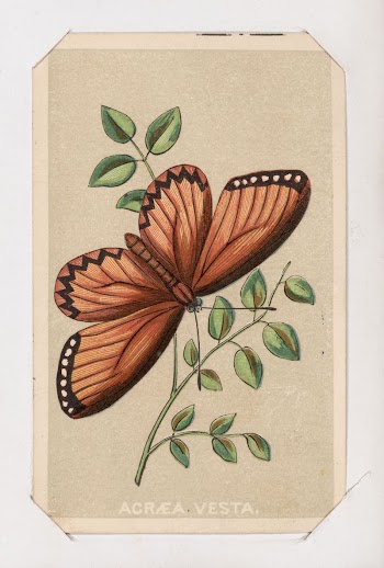 Acraea Vesta butterfly card from the Butterflies | Free Photo - rawpixel