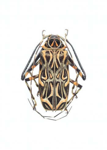 Acronius longimanus