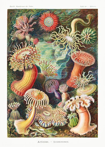 Actiniae&ndash;Seeanemonen from Kunstformen der Natur (1904) by Ernst .. | Free public domain illustration - 2266606