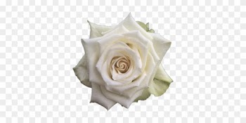 Adalonia R Gr Single Head Rose - Single White Rose Png