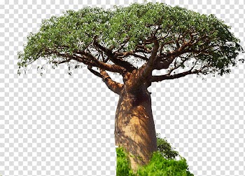 Adansonia digitata Fruit tree Fruit tree Drumstick tree, tree transparent background PNG clipart