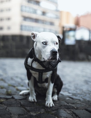 ADD ME ON INSTAGRAM: daventuree

The old man who took this "American Pitbull Terrier x Dogo Argentino" for a walk told me, how loveable his dog was.
People who know me are very much aware of how much I love dogs... I just had to take a picture! The dog pose in front of the camera like a professional.