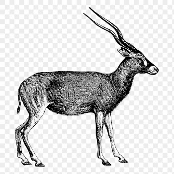 Addax png, wild animal sticker | Free PNG - rawpixel