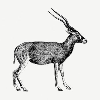 Addax, wild animal collage element, | Free PSD - rawpixel