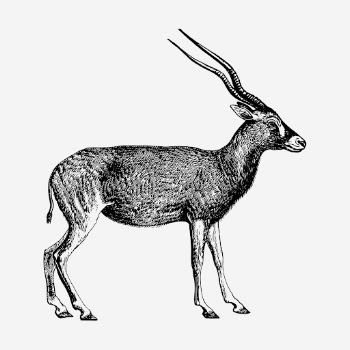 Addax, wild animal hand drawn | Free Photo - rawpixel