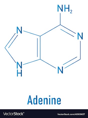 adenine purine nucleobase molecule