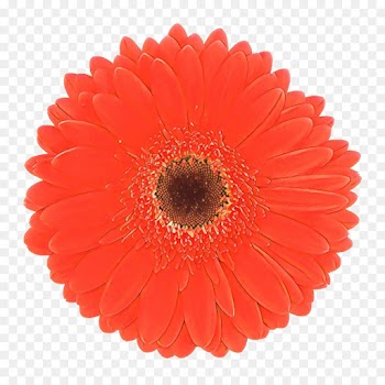Adhere Creative, Cupcake, Customer, Barberton Daisy, Gerbera PNG