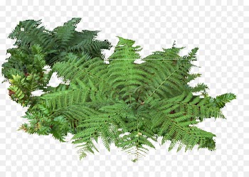 Adiantum capillus-veneris Fern Shrub Plant - Landscape landscape trees and bushes Adiantum 