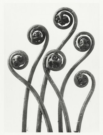 Adiantum pedatum (American Maiden-hair Fern) | Free Photo - rawpixel