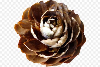 Adobe Illustrator Clip art - Christmas flower 