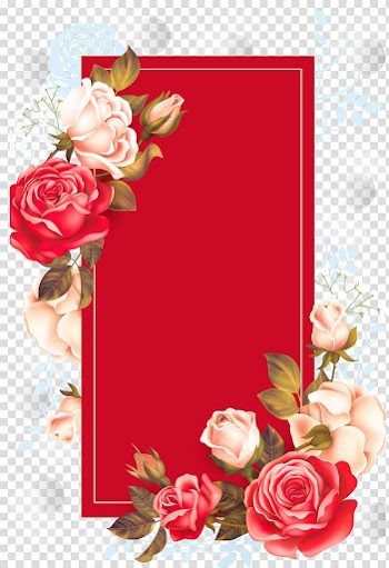 Adobe Illustrator, Red Rose Box, red and white roses illustration transparent background PNG clipart