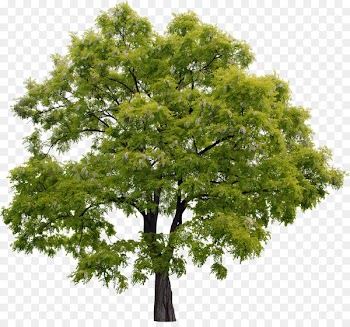 Adobe Photoshop Elements Adobe Systems Rendering - tree 