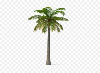 Adonidia Veitchia Coconut Tree - Palm trees 