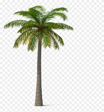 Adonidia Veitchia Coconut Tree - Palm Trees