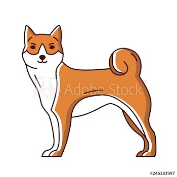 Adorable Akita or Shiba Inu