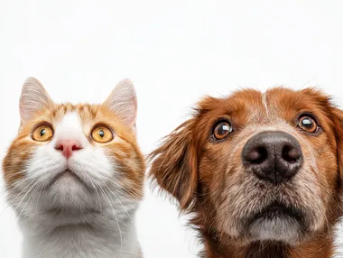 Adorable Cat and Dog Duo with Cartoonish Eyes Adorable Cat and Dog Duo with Cartoonish Eyes