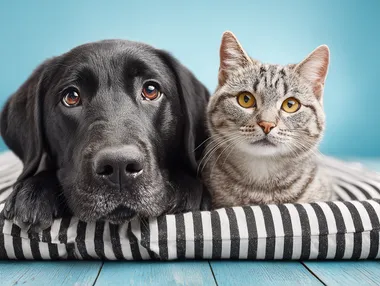 Adorable Cat and Dog Portrait on Striped Border Adorable Cat and Dog Portrait on Striped Border