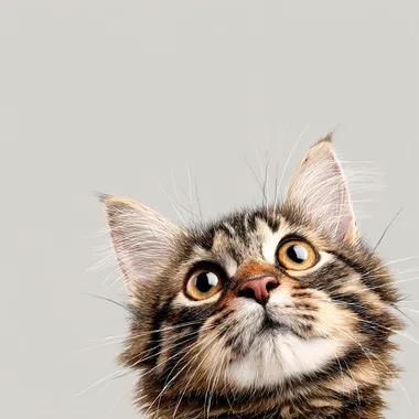 Adorable Cat with Funny Expression Adorable Cat with Funny Expression
