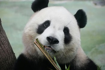 Adorable Giant Panda Eating Bamboo