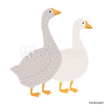 Adorable goose and duck isolated on white background