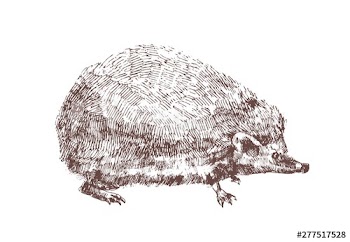 Adorable hedgehog hand drawn with contour lines on white background