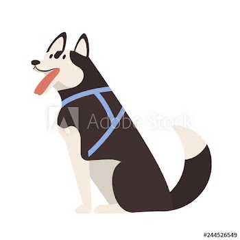 Adorable Husky