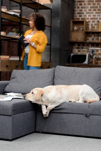 Adorable labrador lying on couch while his owner taking book from bookshelf