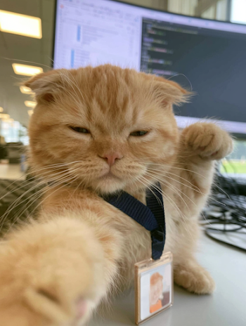 Adorable Scottish Fold Kitten at the Office