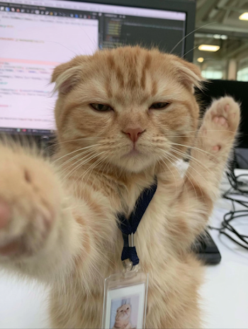 Adorable Scottish Fold Kitten at Work