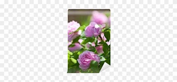 Adr Rose