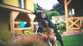 Adult Black and Rust Doberman Pinscher on Selective Focus Photography