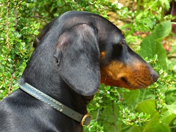 Adult Black and Tan Dachshund