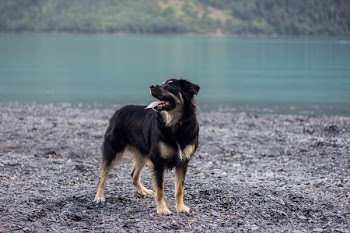 Adult Black and Tan German Shepherd on Focus Photo