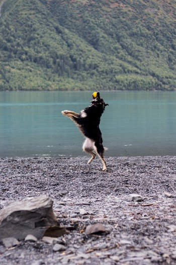 Adult Black and Tan German Shepherd Playing Ball Near Body of Water