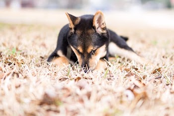Adult Black and Tan Shiba Inu Lying on Grass Field