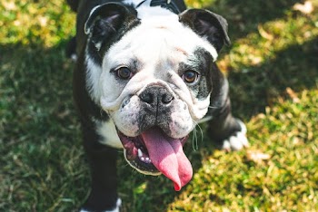Adult Black and White Bulldog Standing on Grass Ground