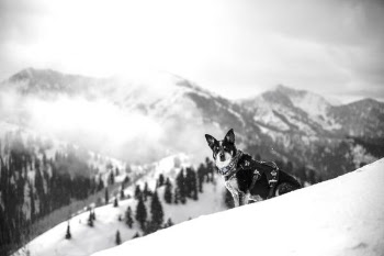 adult black and white Siberian husky sitting on snow