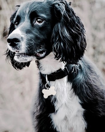 Adult Black and White Spaniel